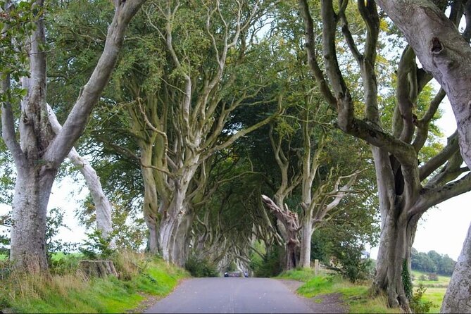 Experience the Antrim Coast and the Land of Giants - Private Tour - Carrick-a-Rede adds a real sense of height