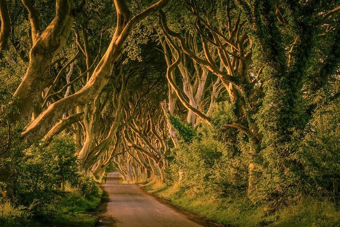 From Belfast-Giants Causeway, Dunluce Castle and Dark Hedges tour - Dark Hedges: a fast stop for photos