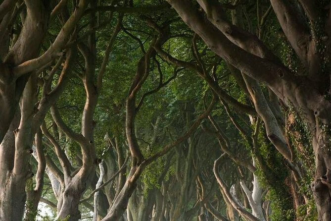Full Day Private Luxury Tour of Causeway Coast (Giants Causeway) - Giant’s Causeway: allow time for the main event
