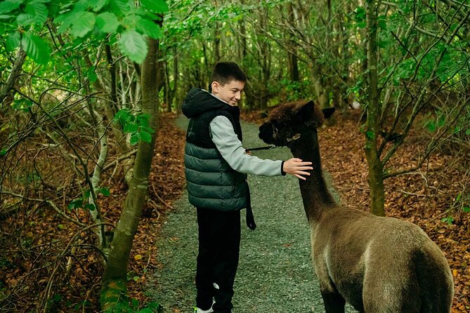 Guided Scenic Alpaca Trekking Experience Northern Ireland - What the ranger adds to the walk