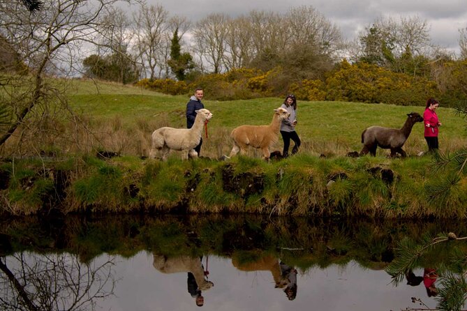 Guided Scenic Alpaca Trekking Experience Northern Ireland - Weather, clothing, and small practical tips