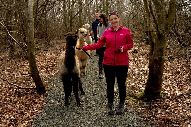 Guided Scenic Alpaca Trekking Experience Northern Ireland - A 30 to 40 minute walk through farmland and woodland