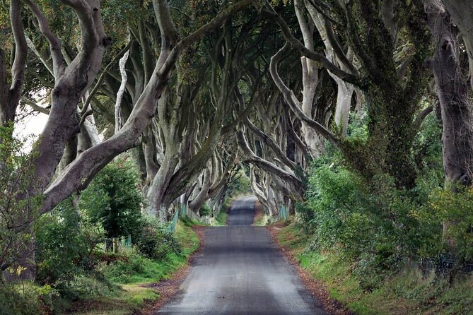 Private Giant's Causeway Tour including Game of Thrones Sites - The Dark Hedges after the main coast sights